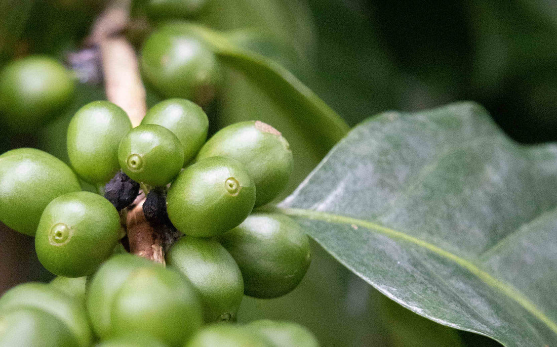 Tarrazu region coffee plant