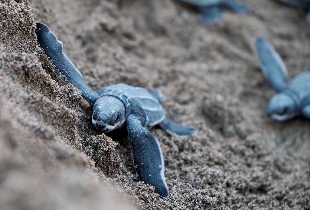 Turtle Tales: Exploring Costa Rica's Coastal Wonders