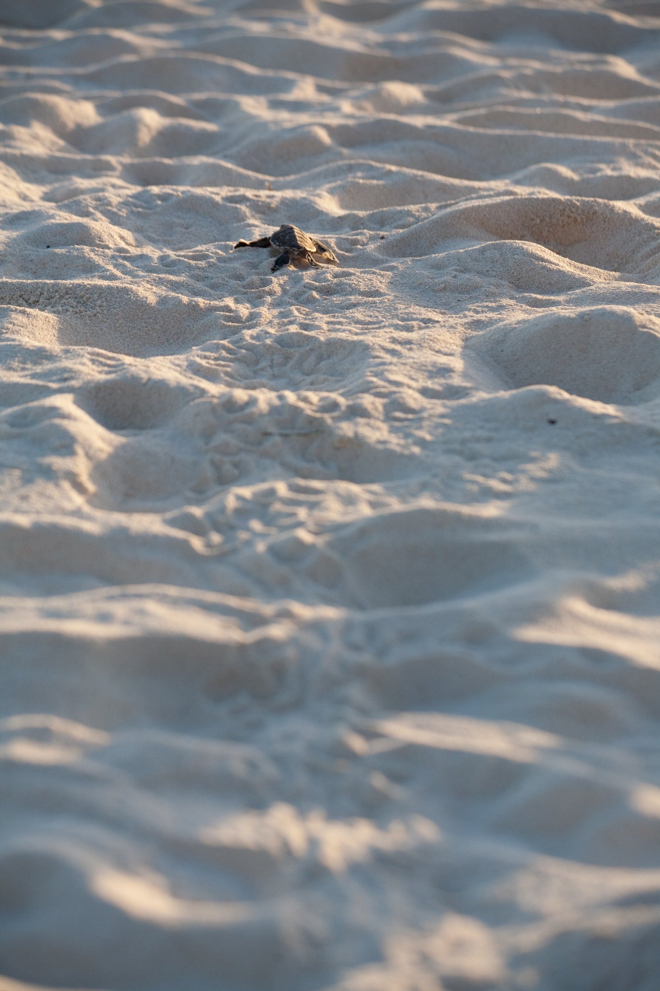 Photo of baby turtle making its way across the sand after hatching. Free creative commons license.