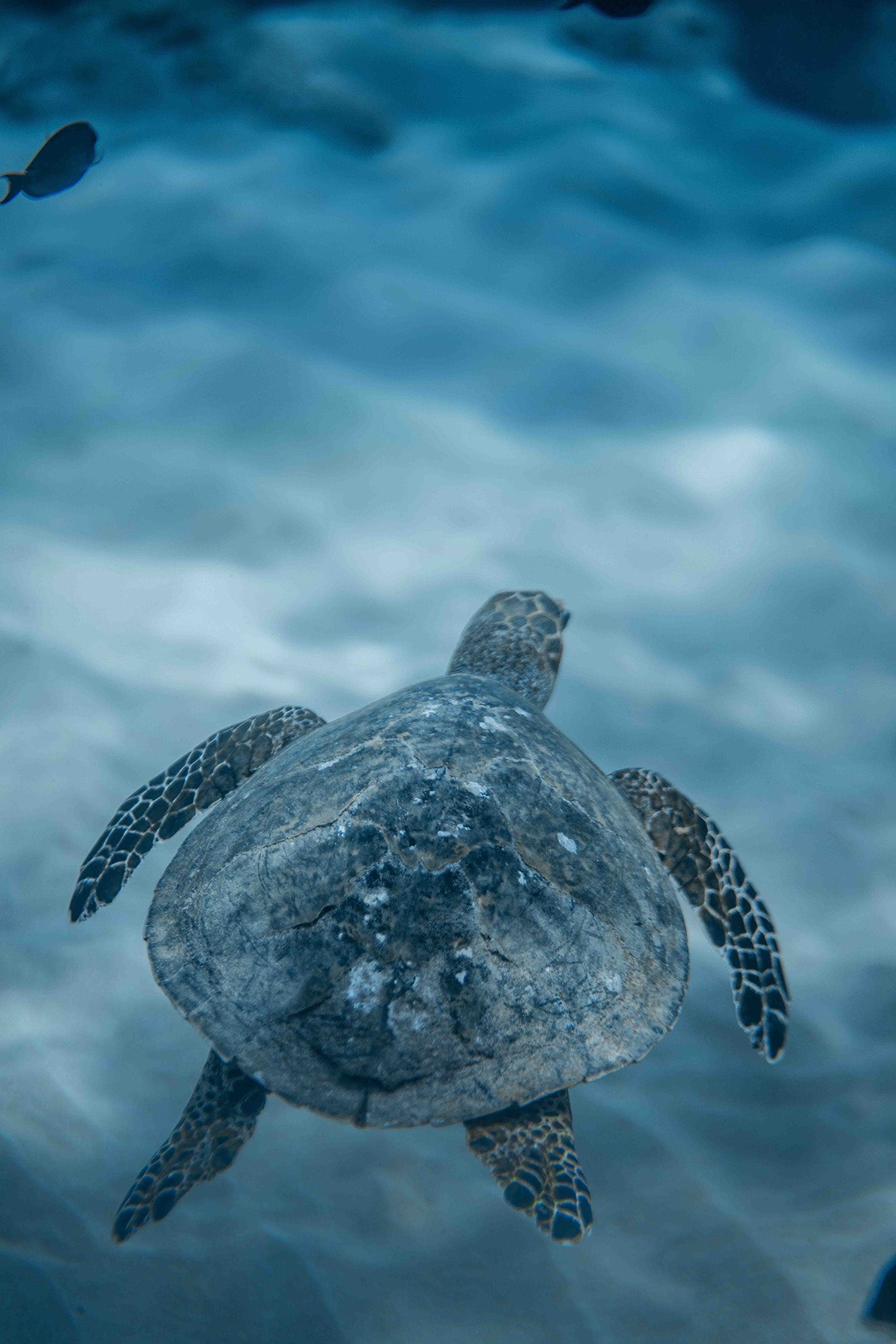 Photo of turtle in the sea. Photo credit Daniel Torobekov. 