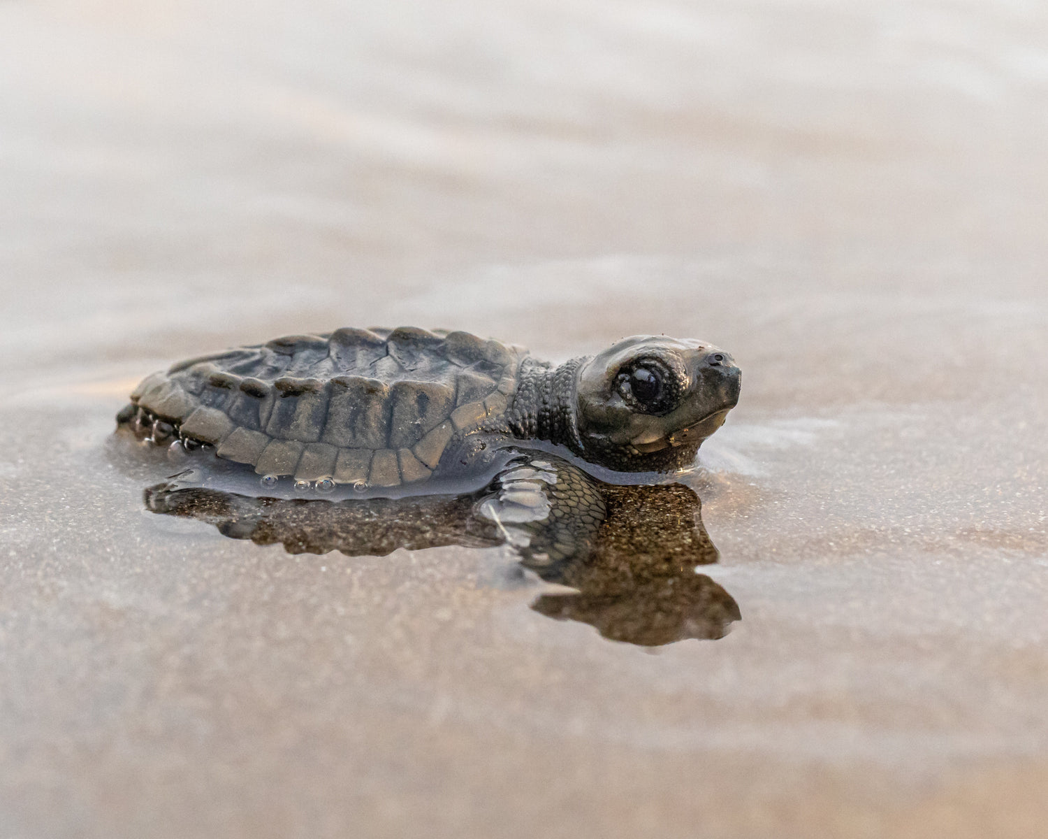 Photo of baby turtle going out to sea after hatching. Photo credit Karlus Morales. 